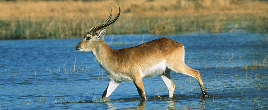 Cobe Lechwe